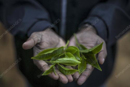 PRK23_25012019_BHARAT_TEA
