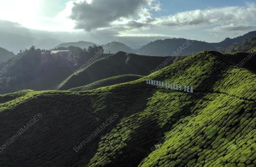 PRK24_25012019_BHARAT_TEA