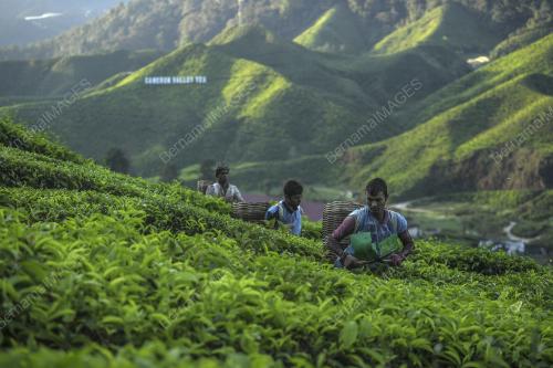PRK25_25012019_BHARAT_TEA
