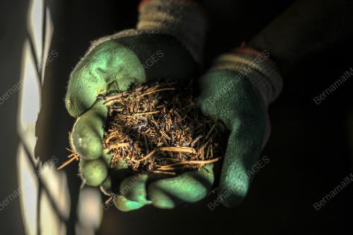 PRK28_25012019_BHARAT_TEA