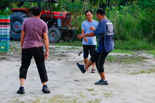BULU AYAM: WARISAN YANG MASIH BERNAFAS DI AYER KUNING