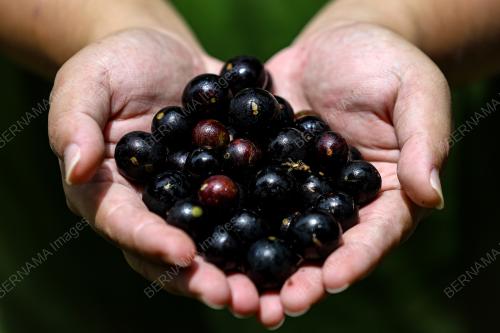 JABOTICABA