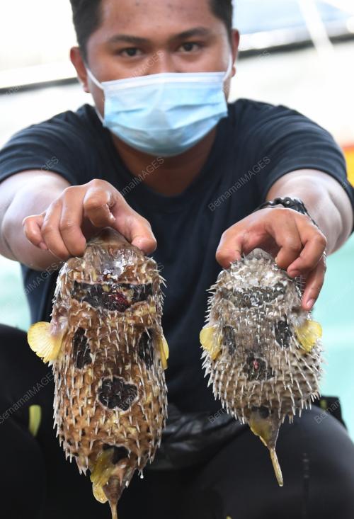 TINJAUAN DI PASAR IKAN SEAFEST