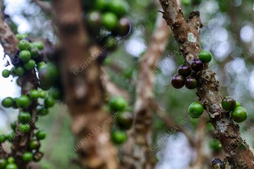 JABOTICABA