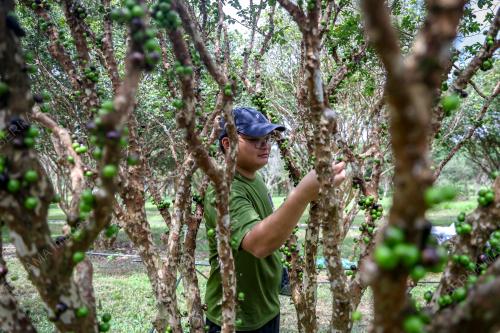 JABOTICABA