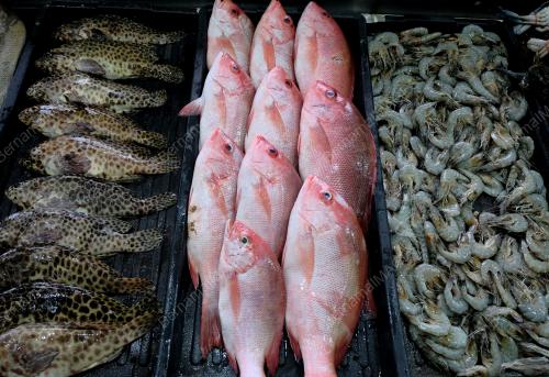 MAKANAN LAUT SEGAR DI BENTING