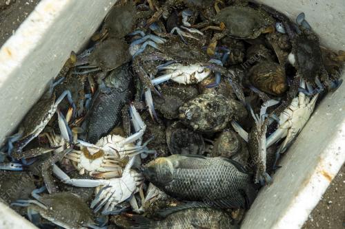 AKTIVITI MENCARI HASIL LAUT DI PESISIR PANTAI STULANG