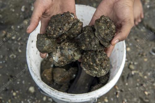 AKTIVITI MENCARI HASIL LAUT DI PESISIR PANTAI STULANG