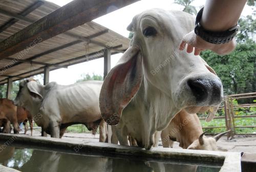 LEMBU KORBAN