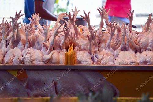 PASARAN AYAM TEMPATAN