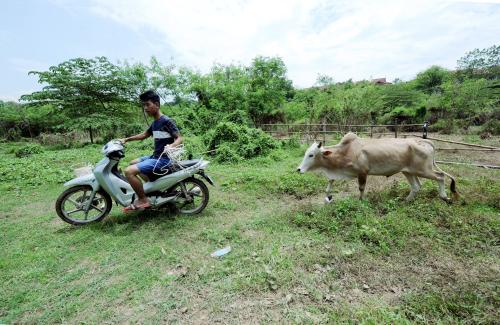 PTJ01_10092016_LEMBU