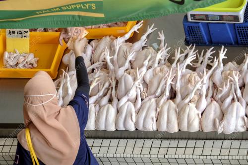 HARGA AYAM NAIK MENDADAK