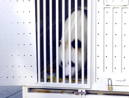 PTJ01_21052014_PANDA_TIBA