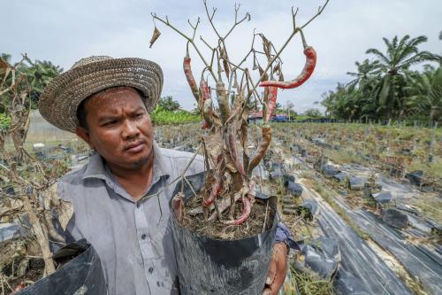 CILI ROSAK AKIBAT BANJIR