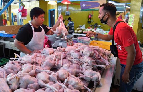TINJAUAN BEKALAN AYAM