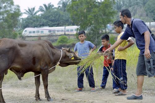 PTJ01_23092015_LEMBU
