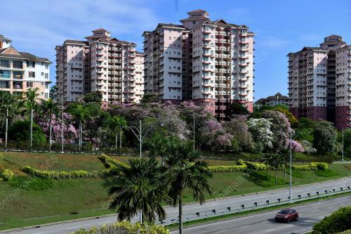 POKOK TECOMA