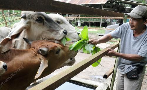 LEMBU KORBAN