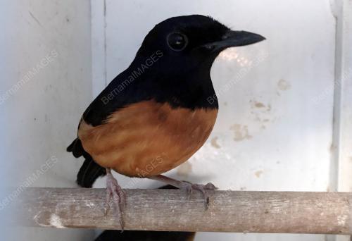 PTJ02_09102019_MAHKAMAH_BN201910083707