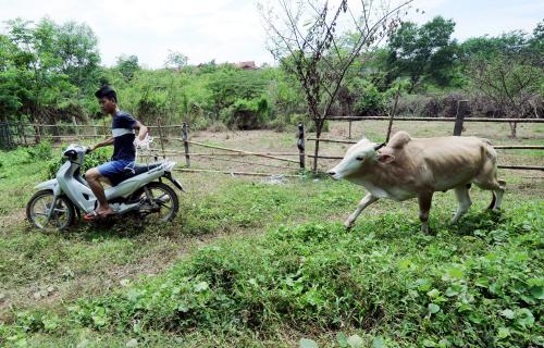 PTJ02_10092016_LEMBU