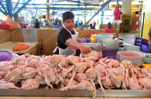 TINJAUAN BEKALAN AYAM