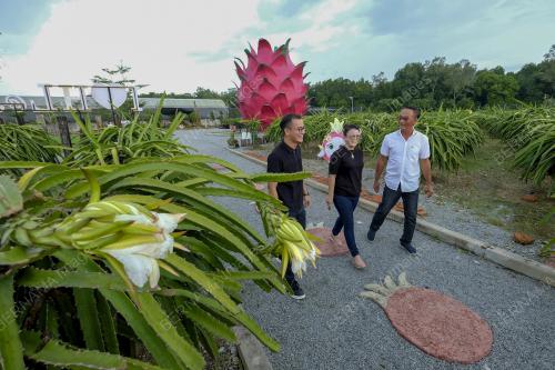 BUAH NAGA DARI LADANG KE MEJA MAKAN