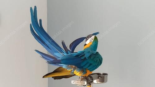 PTJ03_01082021_KAKAKTUA