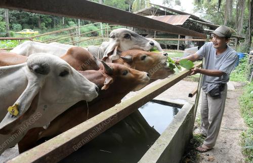 LEMBU KORBAN
