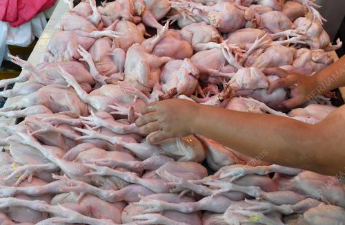 TINJAUAN BEKALAN AYAM
