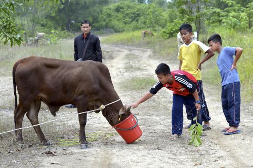 PTJ03_23092015_LEMBU