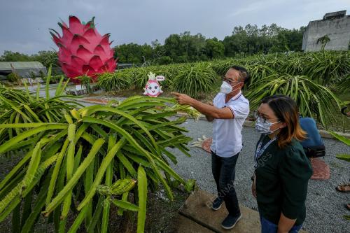 BUAH NAGA DARI LADANG KE MEJA MAKAN