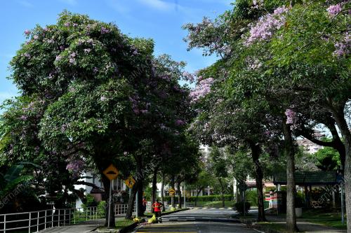 POKOK TECOMA