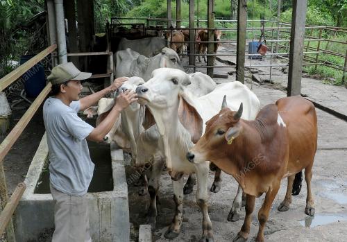 LEMBU KORBAN