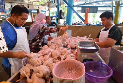TINJAUAN BEKALAN AYAM