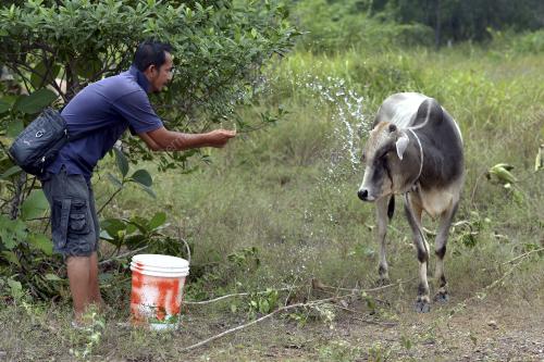 PTJ04_23092015_LEMBU