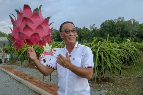 BUAH NAGA DARI LADANG KE MEJA MAKAN