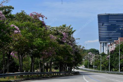 POKOK TECOMA