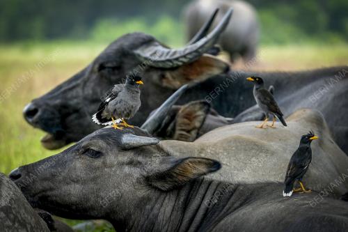 MUTUALISME KERBAU DAN BURUNG GEMBALA KERBAU