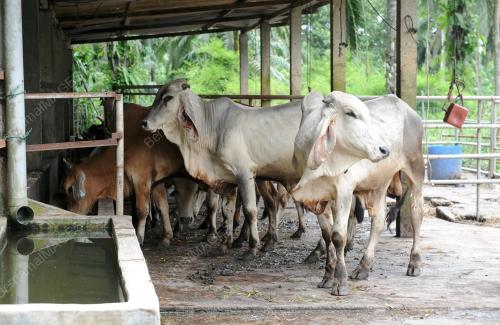 LEMBU KORBAN