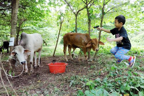 PTJ05_10092016_LEMBU