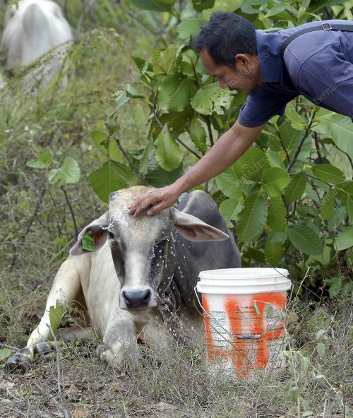 PTJ05_23092015_LEMBU