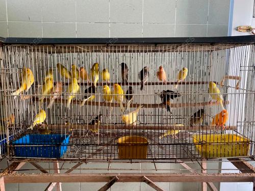 RAMPASAN 149 EKOR BURUNG KENARI