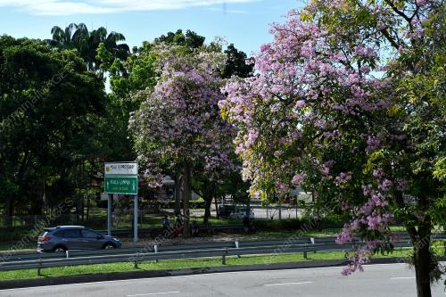 POKOK TECOMA