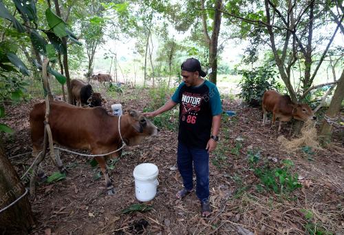TINJAUAN LEMBU KORBAN