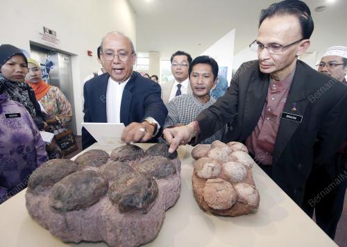 PAMERAN BATU BATUAN PELIK