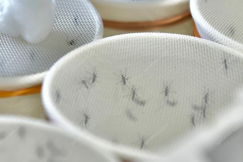 INSEKTARIUM WOLBACHIA