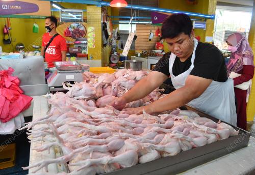 TINJAUAN BEKALAN AYAM