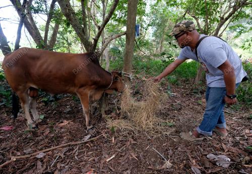 TINJAUAN LEMBU KORBAN