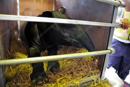 PTJ07_04122015_TAPIR