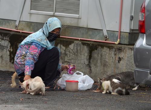 KUCING JALANAN